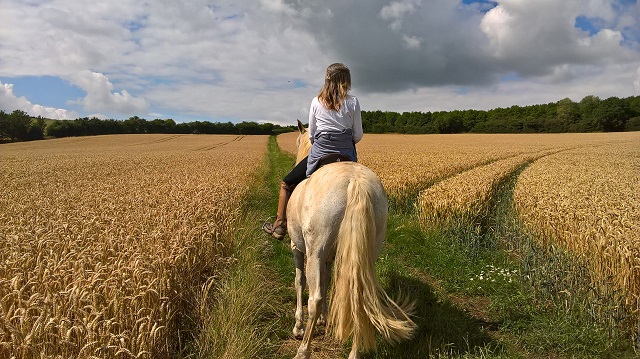 The Tied Up Horse